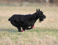 Picture of black dog running on grass