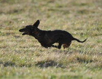 Picture of black dog running on grass