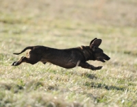 Picture of black dog running on grass