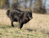 Picture of black dog standing in field