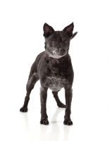 Picture of black dog standing on white background
