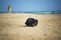 Picture of black dog waiting in ambush for another dog