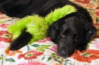 Picture of black dog with green dog toy