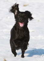 Picture of black English Cocker Spaniel in snow