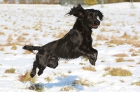 Picture of black English Cocker Spaniel jumping in snow