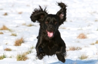 Picture of black English Cocker Spaniel running in snow
