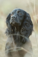 Picture of black English Cocker Spaniel