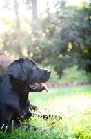 Picture of black english labrador in profile
