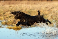 Picture of black english springer spaniel