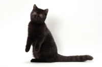Picture of black Exotic Shorthair, front legs in the air 