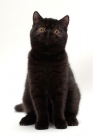 Picture of black Exotic Shorthair front view