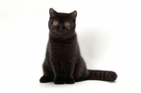 Picture of black Exotic Shorthair looking at camera