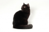 Picture of black Exotic Shorthair looking back