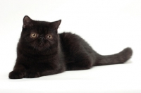 Picture of black Exotic Shorthair lying down