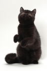 Picture of black Exotic Shorthair on hind legs