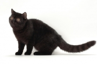 Picture of black Exotic Shorthair on white background