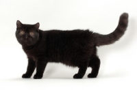 Picture of black Exotic Shorthair standing