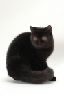 Picture of black Exotic Shorthair turning back