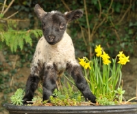 Picture of black faced lamb in spring, near daffodils