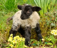 Picture of black faced lamb in spring