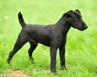 Picture of black Fell Terrier