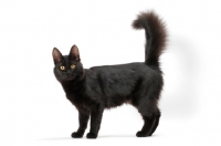 Picture of black female Turkish Angora