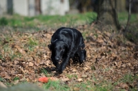 Picture of black Flat Coated Retriever approaching a dummy