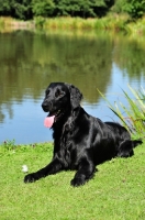 Picture of black Flat Coated Retriever dog