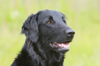 Picture of black flat coated retriever, portrait