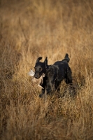 Picture of black flat coated retriever retrieving pheasant in a field