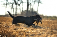 Picture of black flat coated retriever retrieving pheasant in a field