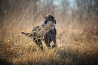 Picture of black flat coated retriever retrieving pheasant in a field