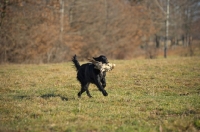 Picture of black flat coated retriever retrieving pheasant in a field