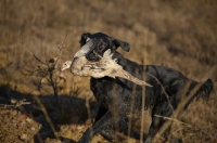 Picture of black flat coated retriever retrieving grouse in a field