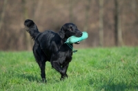 Picture of black Flat Coated Retriever with dummy