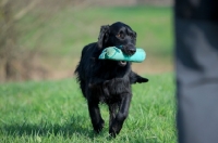 Picture of black Flat Coated Retriever with dummy