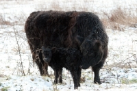 Picture of black galloway calf and cow in winter