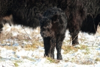 Picture of black galloway calf in winter
