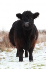 Picture of black galloway cow in winter