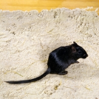 Picture of black gerbil on sand