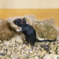 Picture of black gerbil on stones with rocks