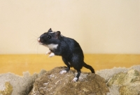 Picture of black gerbil, with white bib, standing on rock, on hind legs, on watch