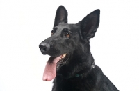 Picture of black German Shepherd Dog