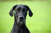 Picture of black Great Dane, head study
