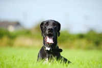 Picture of black Great Dane lying in field