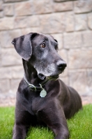 Picture of Black Great Dane lying in front of stone wall.