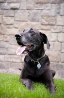 Picture of Black Great Dane lying in front of stone wall.