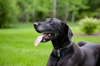 Picture of Black Great Dane lying in green yard.