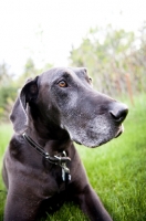 Picture of Black Great Dane lying in green yard.