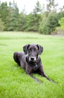 Picture of Black Great Dane lying in green yard.